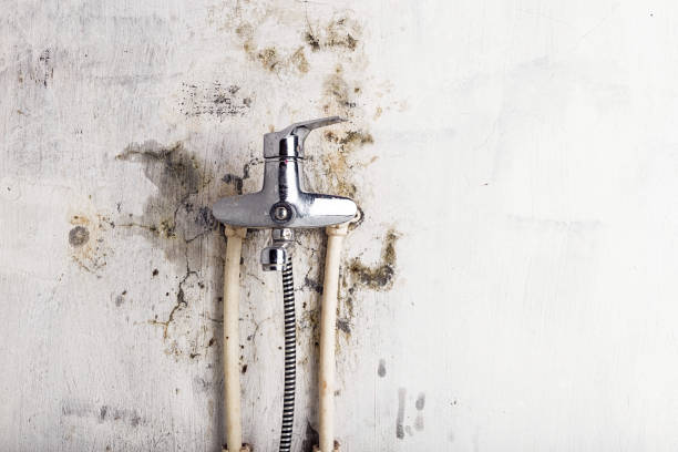 Best Residential Mold Removal  in Floral Park, NY