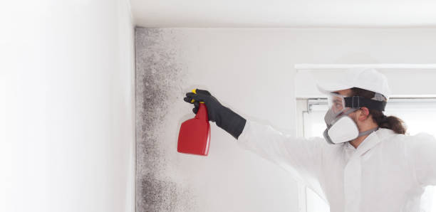 Best Professional Mold Removal  in Floral Park, NY