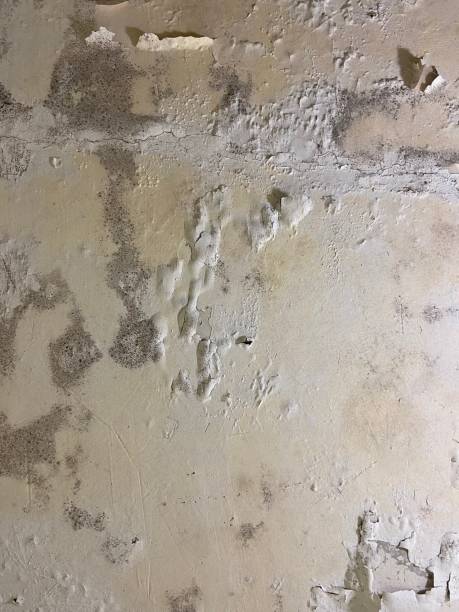 Best Office Mold Removal Services  in Floral Park, NY